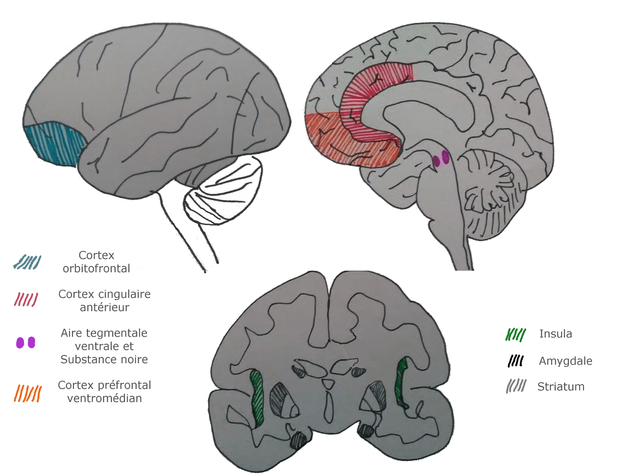 Les Mecanismes Neurologiques D Une Decision